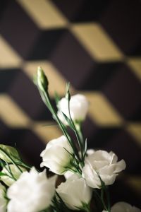 Kaboompics - Closeup of white flowers