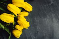 Kaboompics - Yellow tulips on grey background with copy space