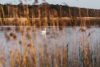 Kaboompics - Swan on a lake