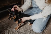 Kaboompics - Petting the little cute dog
