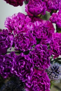 Kaboompics - Various purple fresh flowers (carnations)