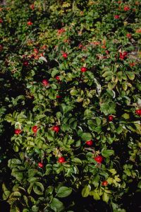 Kaboompics - The rose hip or rosehip, also called rose haw and rose hep