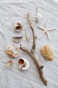 Beige aesthetic - seashells - dried flowers and leaves