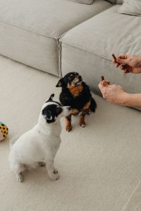 Two small dogs hang out in their home