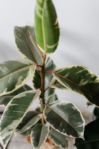 Kaboompics - Ficus Elastica Tineke