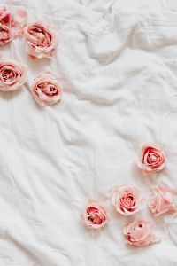 Pink roses on bedding