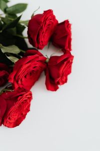Kaboompics - Red Roses