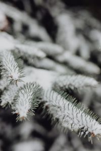 Branches covered with fresh snow // Spruce, Coniferous Tree