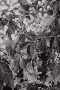 Kaboompics - Leaves