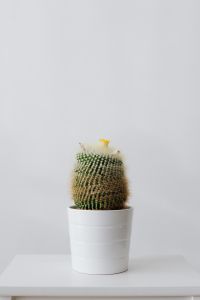 Kaboompics - Cactus in a pot on a white background