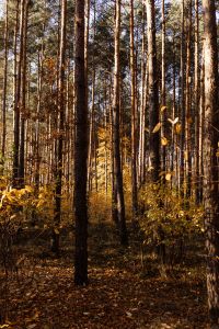 Autumn Forest Wallpaper: Fall Leaves and Scenic Nature Backgrounds