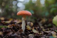Kaboompics - Toadstool growing in the forest