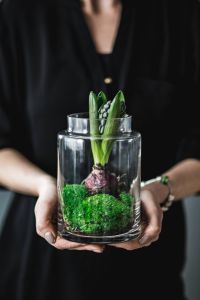 Woman holding a green seedling planted in a glass pot