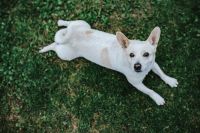 Kaboompics - White dog lying on the grass