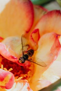 Vespidae - wasp on rose flower