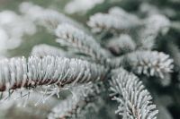 Frozen Spruce