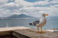 Seagull and in the background volcano Vesuvius, Naples
