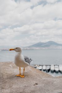 Seagull and in the background volcano Vesuvius, Naples
