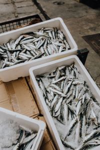 Fresh catch of fish in styrofoam containers