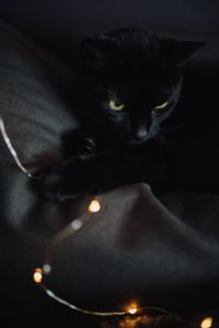 Black cat and fairy lights