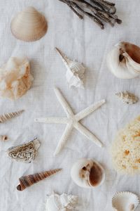 Seashells - white background