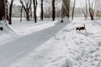 Kaboompics - Dog in a wintery park