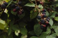 Ripe Blackberries Hanging on the Bush