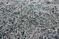 Frost covered grass in the morning