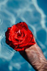 Kaboompics - Fresh garden rose on the blue water of a swimming pool on a warm summer day