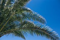 Kaboompics - Green palm tree