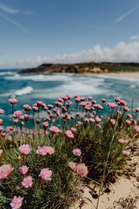 Cluster of Pink Flowers Growing at the Ocean's Edge, Portugal