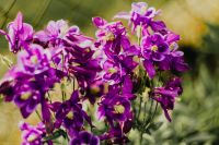 Kaboompics - Beautiful dark purple wild Aquilegia vulgaris flowers