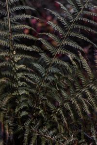 Fern in the forest