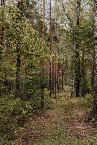 Kaboompics - Trees - woods - forest - path - way
