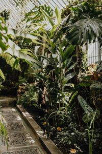 Kaboompics - Tropical plants in botanical gardens