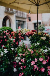 Kaboompics - Flower shop in Castelfranco Veneto, Italy
