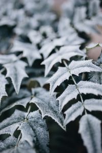 Kaboompics - Detail of leaves covered in frost