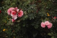 Kaboompics - Blossoms of Pink: The Charm of Garden Roses