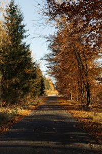 Autumn Forest Wallpaper: Fall Leaves and Scenic Nature Backgrounds