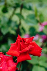 Kaboompics - Red roses flower
