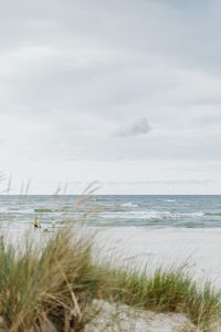 seaside background with grass