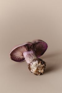 Kaboompics - Mushroom Aesthetic Free Photos – Purple-Gilled Wood Blewit – Fungi Backgrounds