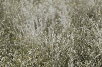 Kaboompics - Silver grass field