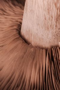 Kaboompics - Mocha Mousse Trend: Free Pantone 2025 Inspired Photos - Wallpapers & Backgrounds