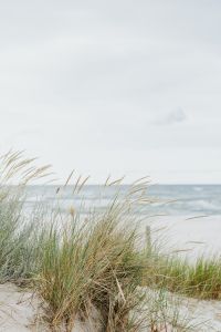 seaside background with grass