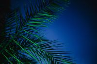 Kaboompics - Illuminated palm trees