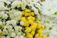 Kaboompics - Various multicolored fresh flowers