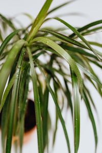 Kaboompics - Dracaena marginata tricolor