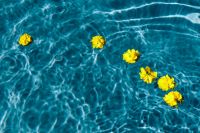 Kaboompics - Small yellow flowers floating in the pool