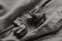 Kaboompics - Dried rose on linen fabric - a neutral aesthetic